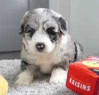 Seaberry Delight, a female Sheepadoodle for sale in Moravia, IA – 1 of 2