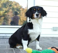 Palmer-Cavacorgi, a female Pembroke Welsh Corgi and Cavalier King Charles Spaniel for sale in Moravia, IA – 2 of 8