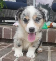 Decklin, a male Pembroke Welsh Corgi for sale in Moravia, IA – 2 of 4