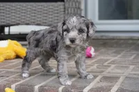 Rowan, a female Poodle - Toy  for sale in Moravia, IA – 3 of 4
