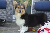 Cherry-AKC Fluffy, a female Pembroke Welsh Corgi for sale in Moravia, IA – 4 of 8