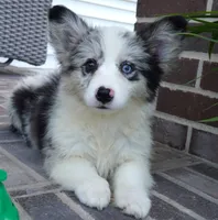 Danni Girl-fluffy, a female Pembroke Welsh Corgi for sale in Moravia, IA – 6 of 10