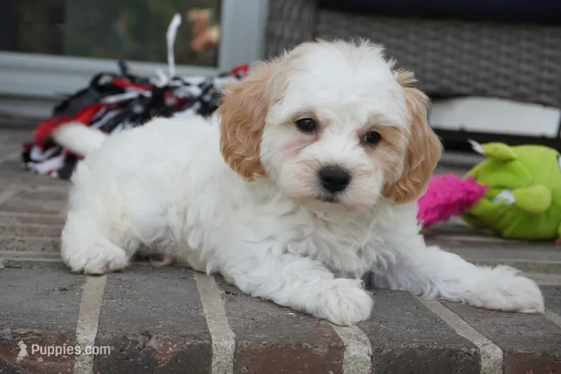 Theo – Cavapoo puppy for sale in Moravia, IA