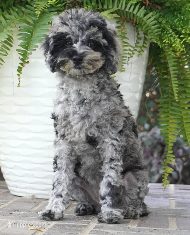 Malia – Poodle - Toy  puppy for sale in Moravia, IA