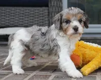 Thea, a female Cavapoo for sale in Moravia, IA – 2 of 4