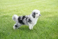 Bridger, a male Miniature Aussiedoodle for sale in Moravia, IA – 2 of 9