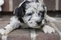 Percy mini F1b, a female Sheepadoodle for sale in Moravia, IA – 2 of 2