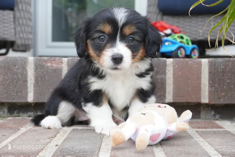 Posey – Pembroke Welsh Corgi, Cavalier King Charles Spaniel puppy for sale in Moravia, IA