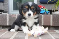 Posey, a female Pembroke Welsh Corgi and Cavalier King Charles Spaniel for sale in Moravia, IA – 1 of 4