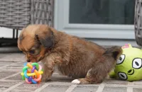 Spencer-Cavacorgi, a male Pembroke Welsh Corgi and Cavalier King Charles Spaniel for sale in Moravia, IA – 3 of 4