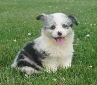 Danni Girl-fluffy, a female Pembroke Welsh Corgi for sale in Moravia, IA – 2 of 9