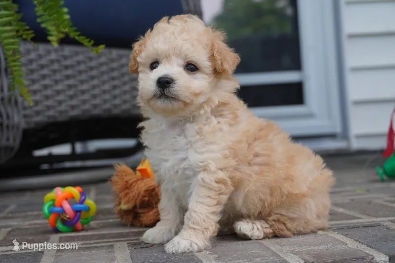 ren – Poodle - Toy  puppy for sale in Moravia, IA