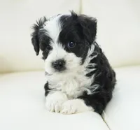 Nayden, a male Poodle - Toy  and Toy Australian Shepherd for sale in Moravia, IA – Photo 5 of 8