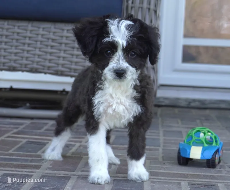 Nayden-Small Toy – Poodle - Toy , Toy Australian Shepherd puppy for sale in Moravia, IA