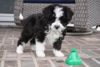 Nayden, a male Poodle - Toy  and Toy Australian Shepherd for sale in Moravia, IA – Photo 3 of 8