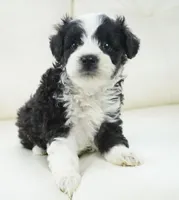 Nayden, a male Poodle - Toy  and Toy Australian Shepherd for sale in Moravia, IA – Photo 6 of 8