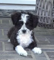 Nayden-Small Toy, a male Poodle - Toy  and Toy Australian Shepherd for sale in Moravia, IA – Photo 2 of 10