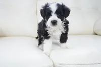 Nayden, a male Poodle - Toy  and Toy Australian Shepherd for sale in Moravia, IA – Photo 8 of 8