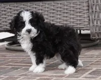 Nayden, a male Poodle - Toy  and Toy Australian Shepherd for sale in Moravia, IA – Photo 2 of 8
