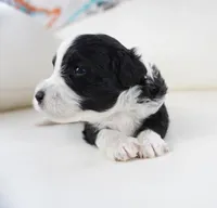 Nayden, a male Poodle - Toy  and Toy Australian Shepherd for sale in Moravia, IA – Photo 4 of 4