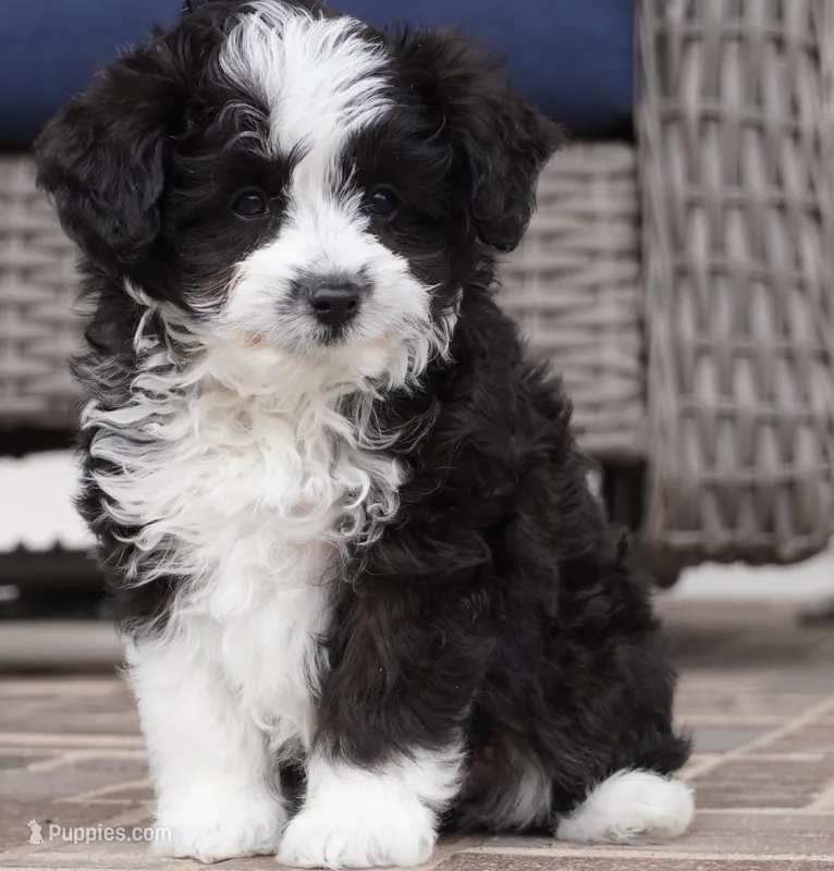 Nayden – Poodle - Toy , Toy Australian Shepherd puppy for sale in Moravia, IA