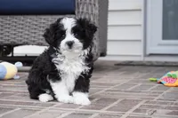 Nayden, a male Poodle - Toy  and Toy Australian Shepherd for sale in Moravia, IA – Photo 4 of 8