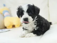 Nayden, a male Poodle - Toy  and Toy Australian Shepherd for sale in Moravia, IA – Photo 7 of 8