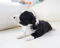 Nayden, a male Poodle - Toy  and Toy Australian Shepherd for sale in Moravia, IA – Photo 2 of 4