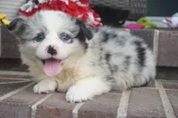 Danni Girl-fluffy, a female Pembroke Welsh Corgi for sale in Moravia, IA – 4 of 9