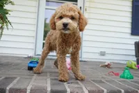 Mason, a male Poodle - Toy  for sale in Moravia, IA – 5 of 10