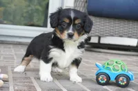 Palmer-Cavacorgi, a female Pembroke Welsh Corgi and Cavalier King Charles Spaniel for sale in Moravia, IA – 5 of 6