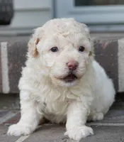 Shane, a male Poodle - Miniature  for sale in Moravia, IA – 5 of 5