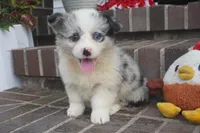Danni Girl-fluffy, a female Pembroke Welsh Corgi for sale in Moravia, IA – 8 of 9