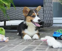 Glen-AKC, a male Pembroke Welsh Corgi for sale in Moravia, IA – 2 of 5