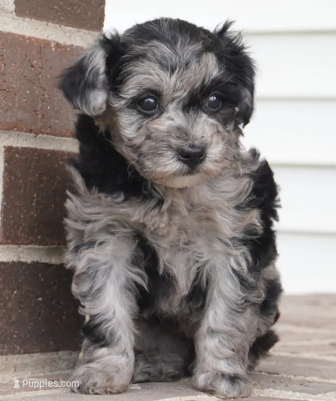 Rylee – Poodle - Toy  puppy for sale in Moravia, IA
