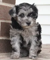 Rylee, a female Poodle - Toy  for sale in Moravia, IA – 1 of 4