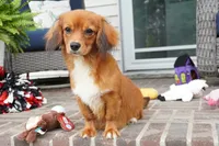 Spencer-Cavacorgi, a male Pembroke Welsh Corgi and Cavalier King Charles Spaniel for sale in Moravia, IA – 4 of 4