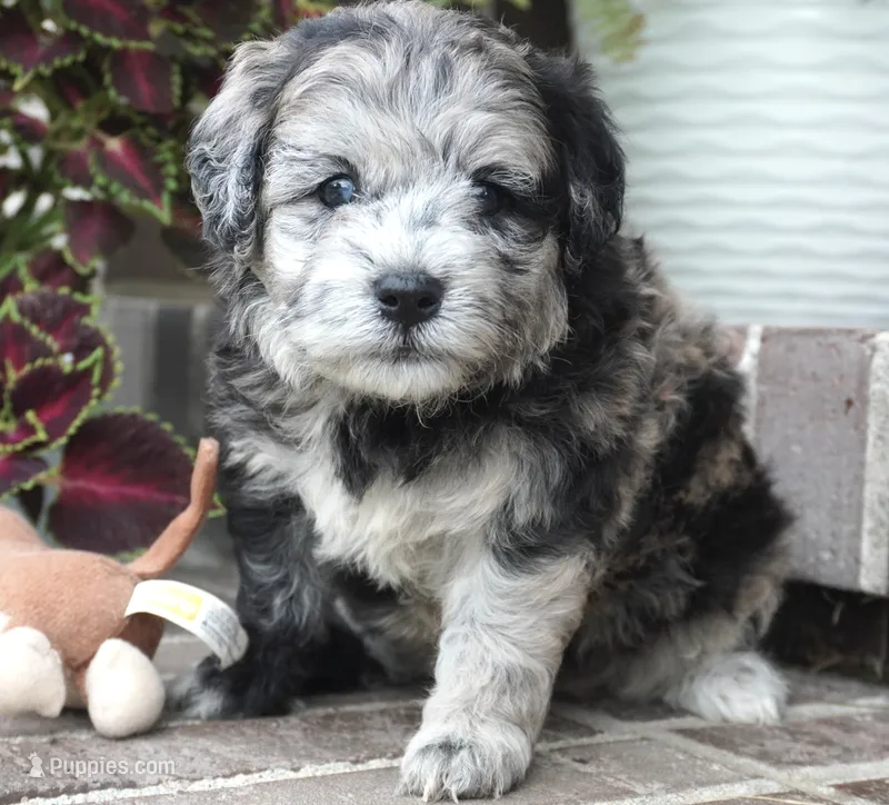 Pine-Mini F1b – Sheepadoodle puppy for sale in Moravia, IA