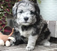 Pine-Mini F1b, a female Sheepadoodle for sale in Moravia, IA – 1 of 10