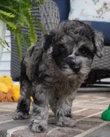 Malia, a female Poodle - Toy  for sale in Moravia, IA – 2 of 6