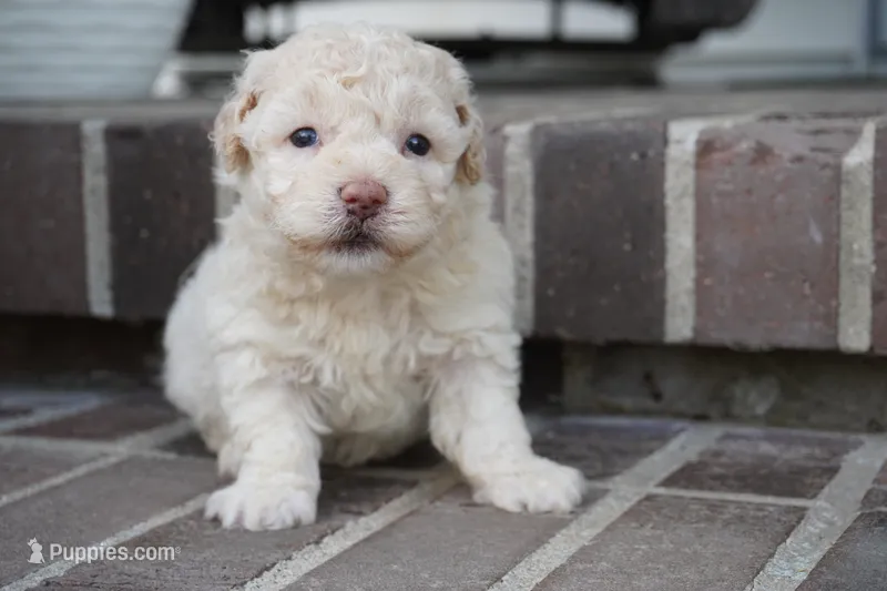 Shane – Poodle - Miniature  puppy for sale in Moravia, IA