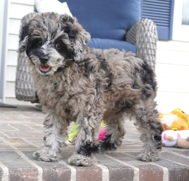 Malia – Poodle - Toy  puppy for sale in Moravia, IA