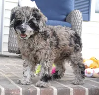 Malia, a female Poodle - Toy  for sale in Moravia, IA – 1 of 10