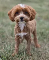 Teagan, a female Cavapoo for sale in Moravia, IA – 5 of 10