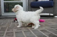 Trinity, a female Cavapoo for sale in Moravia, IA – 4 of 4
