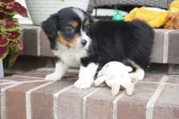 Posey, a female Pembroke Welsh Corgi and Cavalier King Charles Spaniel for sale in Moravia, IA – 3 of 4