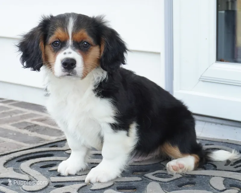 Paul – Pembroke Welsh Corgi, Cavalier King Charles Spaniel puppy for sale in Moravia, IA