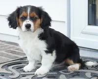 Paul, a male Pembroke Welsh Corgi and Cavalier King Charles Spaniel for sale in Moravia, IA – 1 of 8