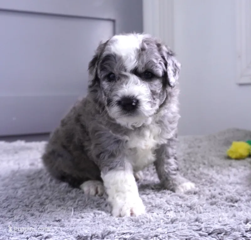 Orange Blossom – Sheepadoodle puppy for sale in Moravia, IA