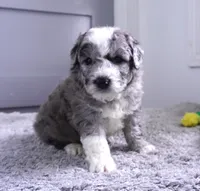 Orange Blossom, a male Sheepadoodle for sale in Moravia, IA – 1 of 2